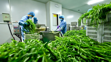 從“一棵菜”到全產業鏈 臨澤縣蔬菜產業的蝶變之路